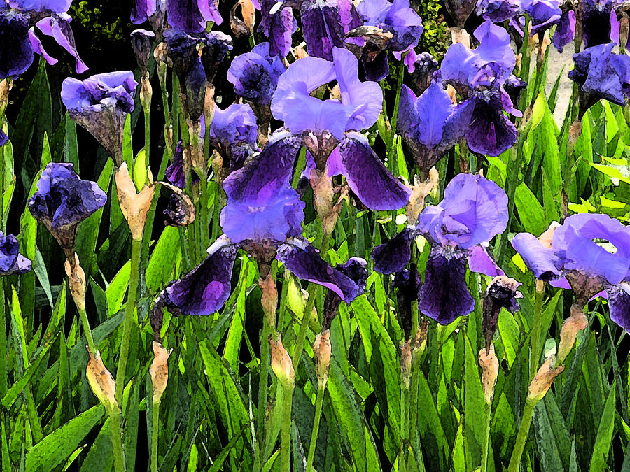 Iris tectorum Photograph by Yue Wang