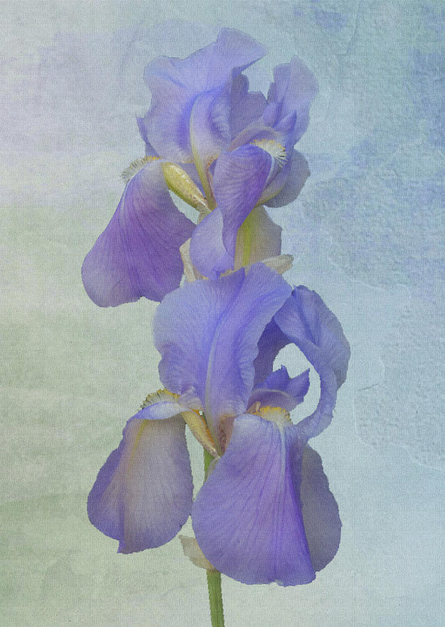 Iris texture Photograph by Michael Peychich