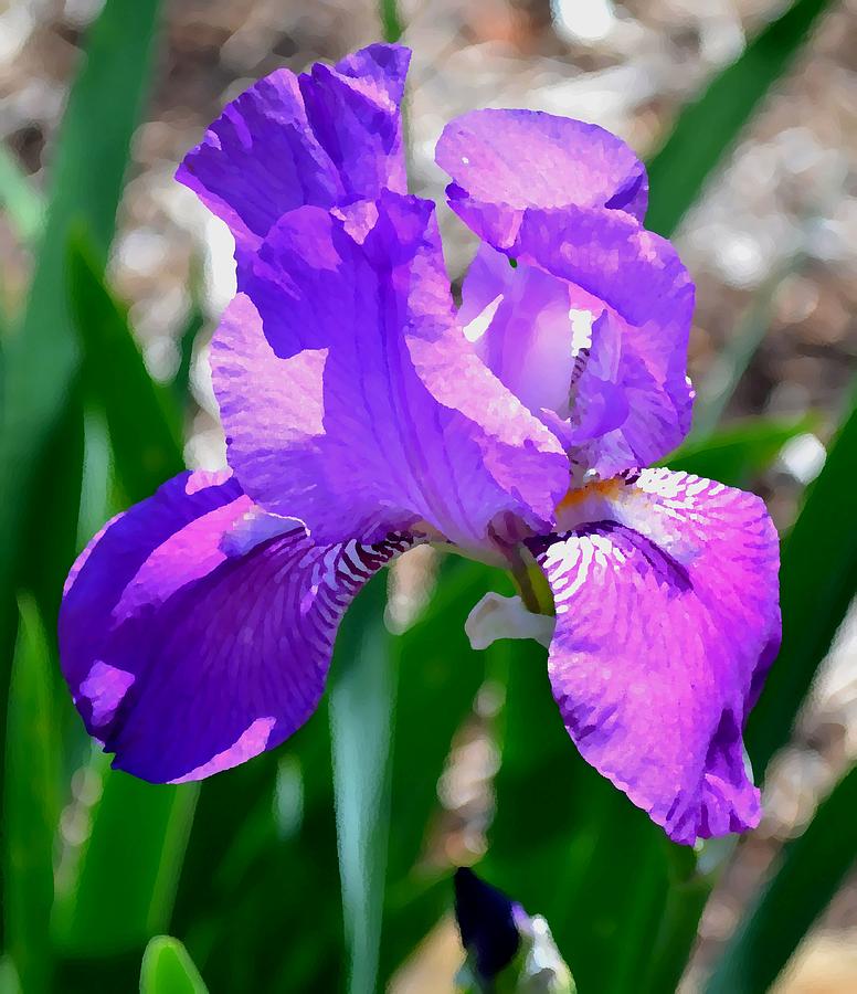 Flower Photograph - Iris This Close by Deena Stoddard