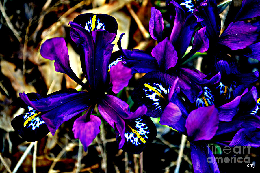 Iris Touched Photograph by Diane montana Jansson