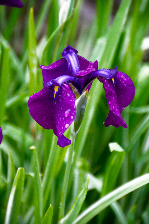 Iris Photograph by Tracy Winter