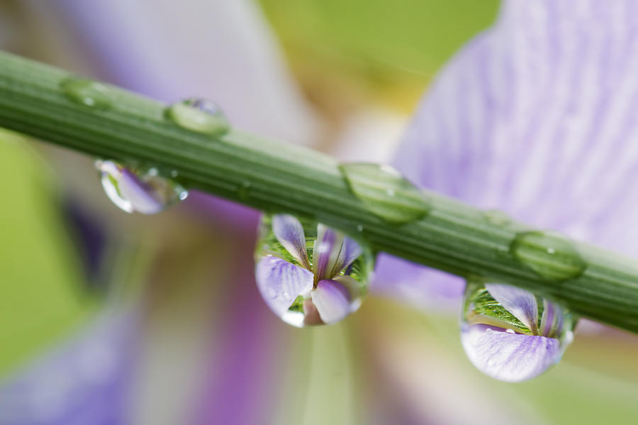 Iris versicolor Reflection Photograph by Mircea Costina Photography