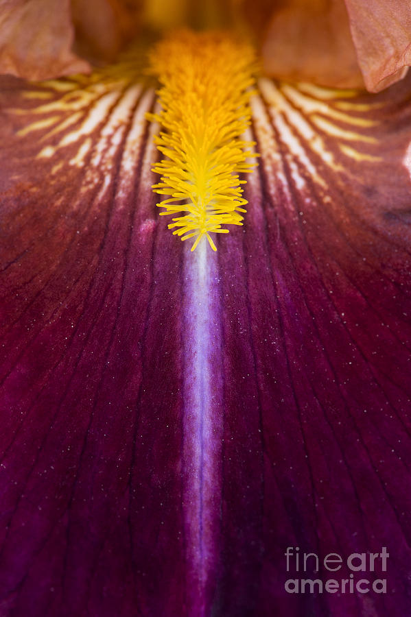 Flower Photograph - Iris Vladimir Vojtkevich by Tim Gainey