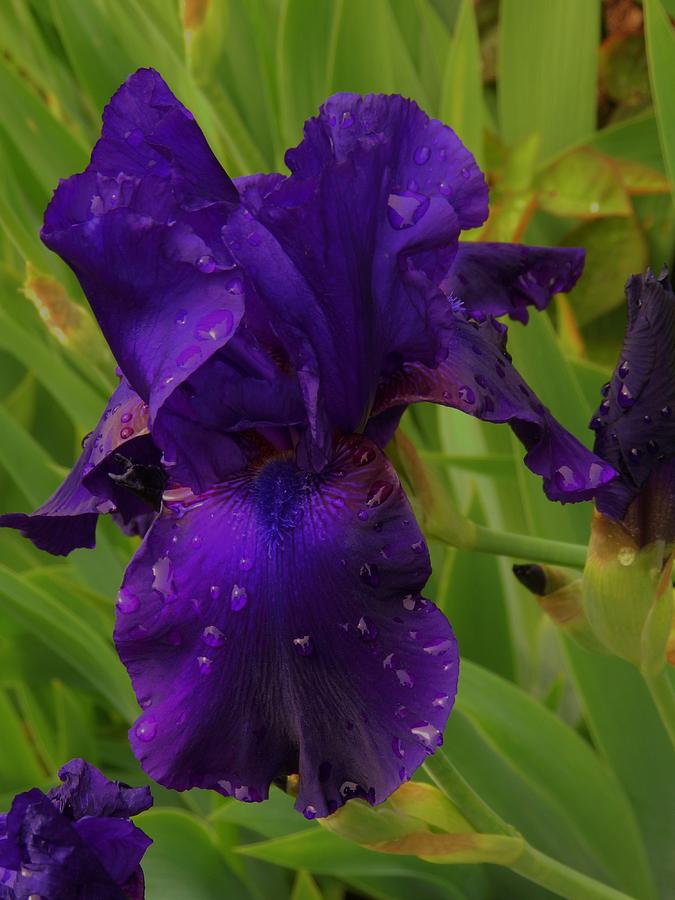 Iris with Droplets  Photograph by Charles Lucas