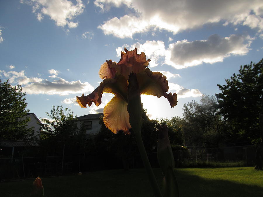 Iris With Evening Light Photograph by Alfred Ng