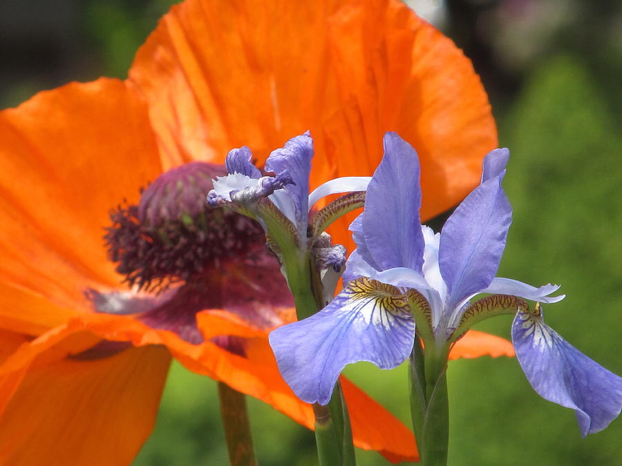 Iris With Poppy Photograph by Alfred Ng