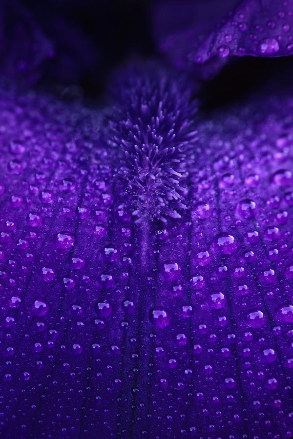 Flower Photograph - Iris with Raindrops by Jack Daulton