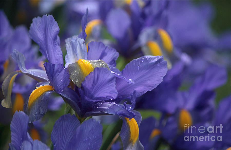 Iris Photograph - Iris With Raindrops by Luv Photography