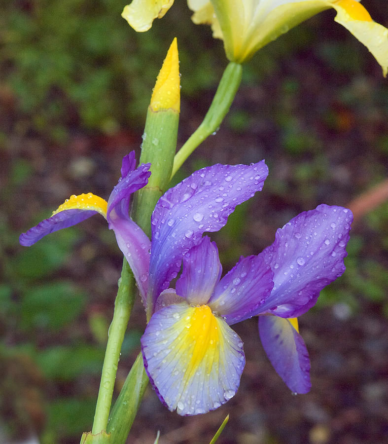 Iris with Raindrops Photograph by Mark Egerton