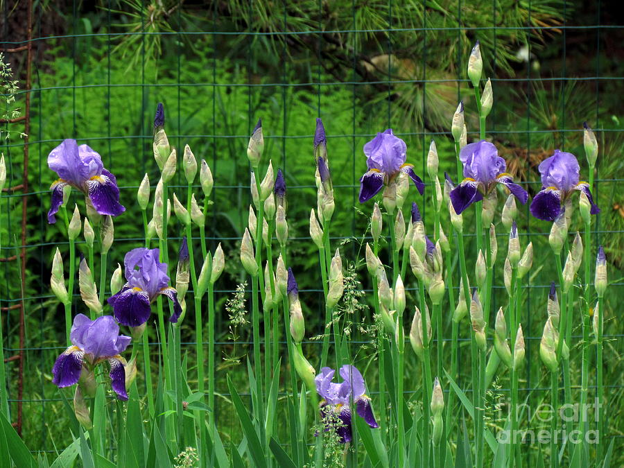 Irises Along the Fence Photograph by Lili Feinstein