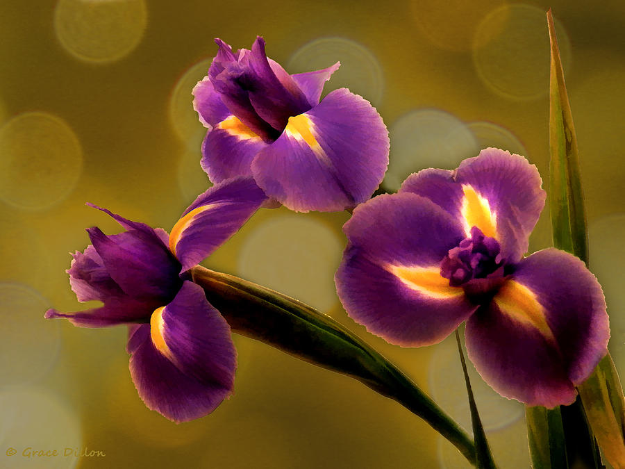 Irises And Bokeh Photograph