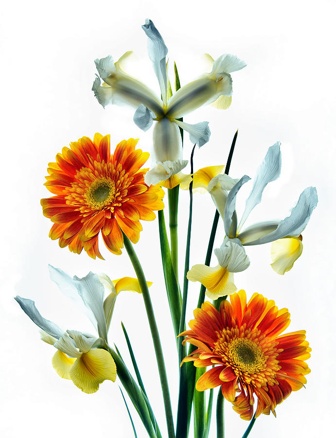 Irises and Gerbers Photograph by Carol Eade