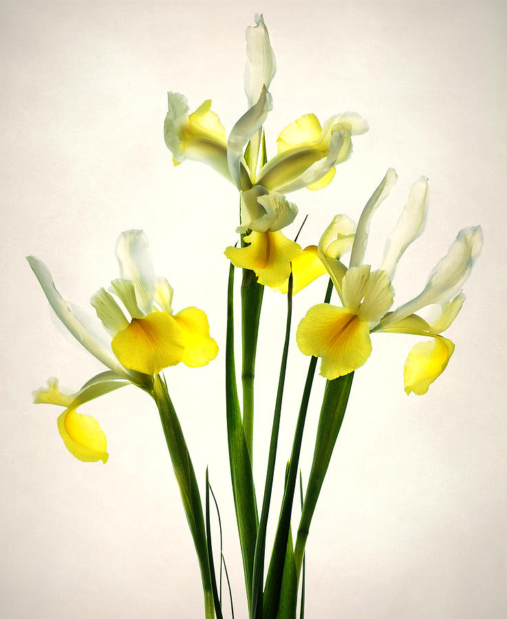 Irises Photograph by Carol Eade