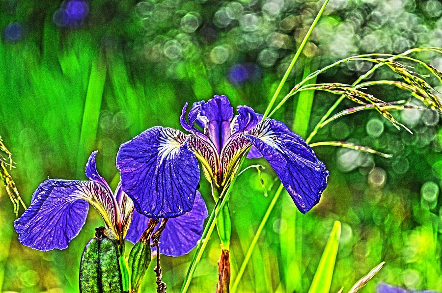 Irises Photograph by Cathy Mahnke