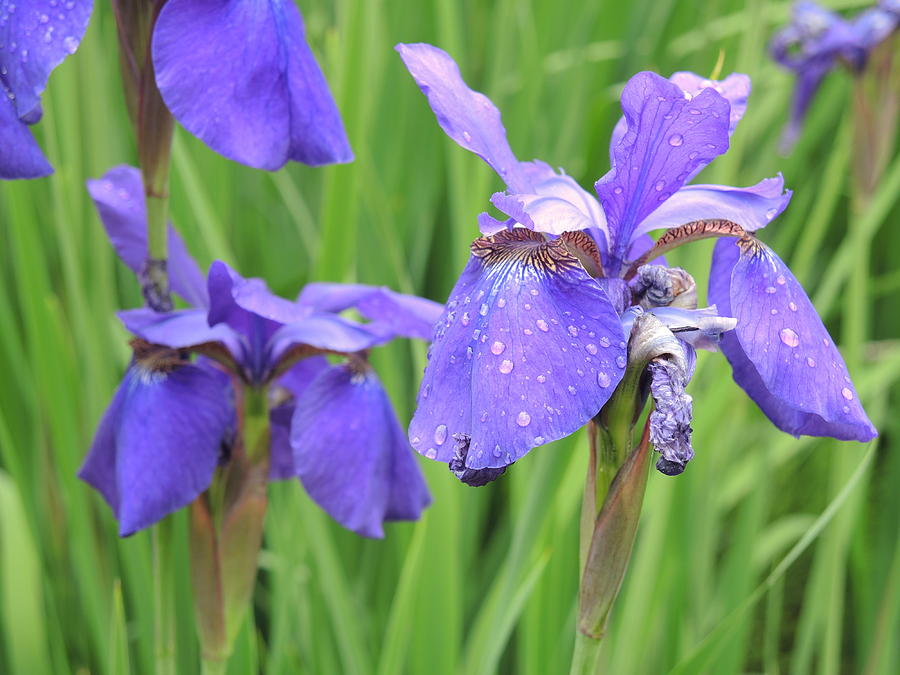 Irises Photograph by Chrissey Dittus
