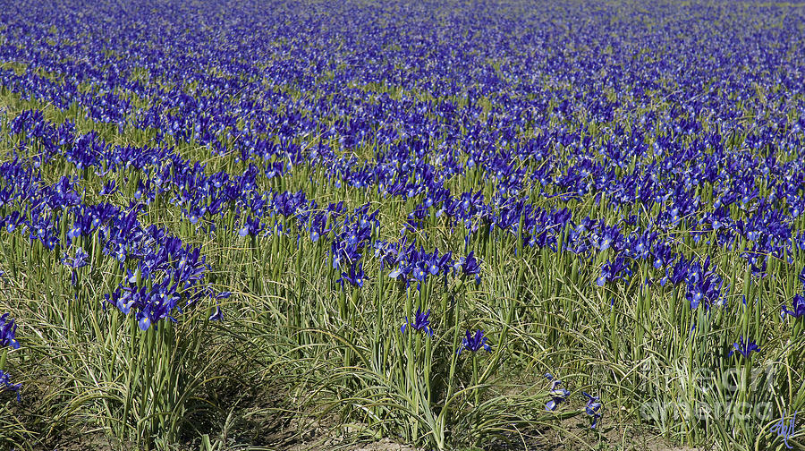 Irises Forever Photograph by Victoria Harrington