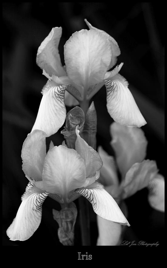 Irises In Black and White Photograph by Jeanette C Landstrom