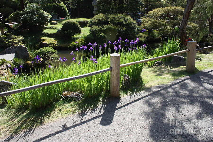 Irises In Japanese Garden Photograph