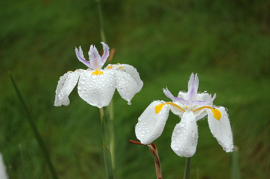 Irises In the Rain Photograph by Linda Brody