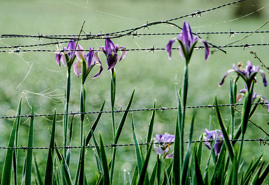 Irises  Photograph by Matthew Pace