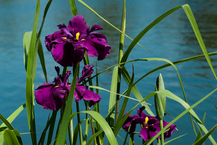 Irises on the Water Photograph by Penny Lisowski