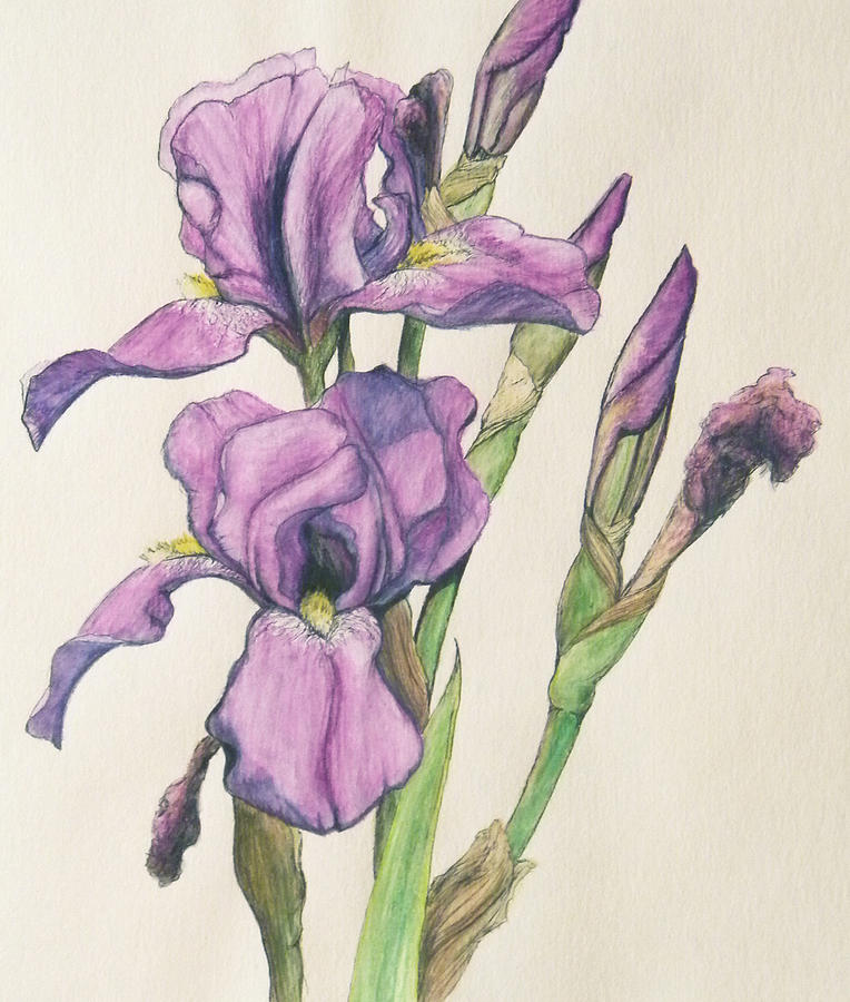 Irises Drawing by Rebekah Reed