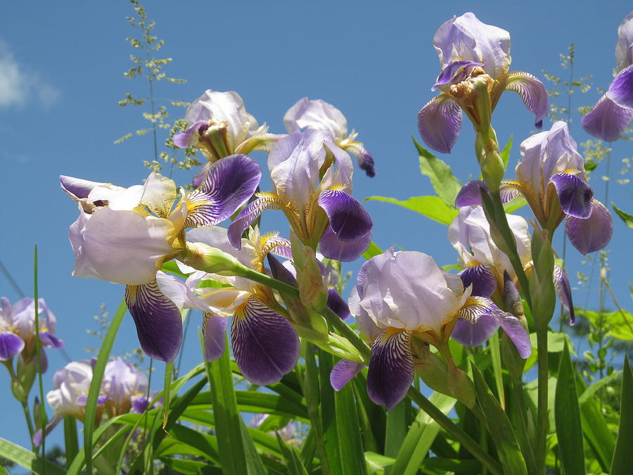 Irises Under Blue Sky Photograph by Alfred Ng