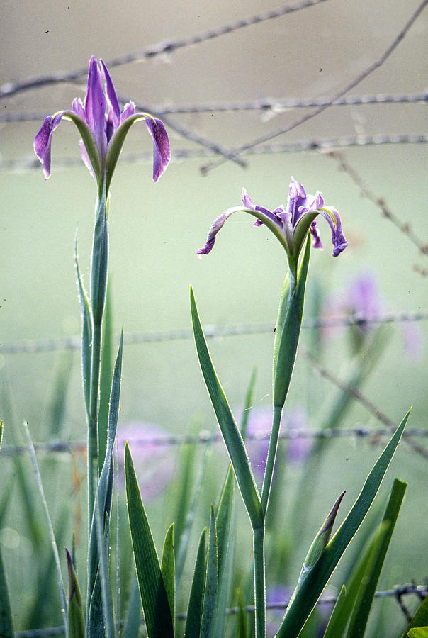 Irises2 Photograph by Matthew Pace