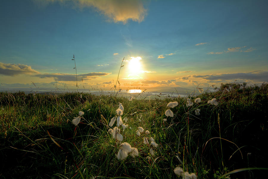 Nature Photograph - Irish Cotton by Gareth Wray