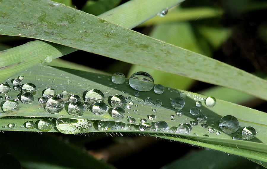 Irish droplets Photograph by Simeon Taylor - Fine Art America