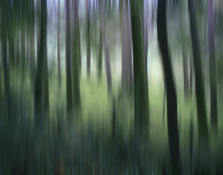 Irish Forest Photograph by Hugh Smith