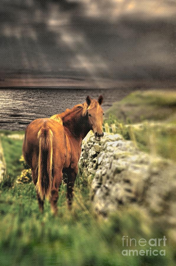 Irish Horse Photograph by Henry Kowalski