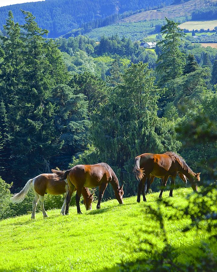 Horse Photograph - Irish Horses at Powerscourt by Norma Brock