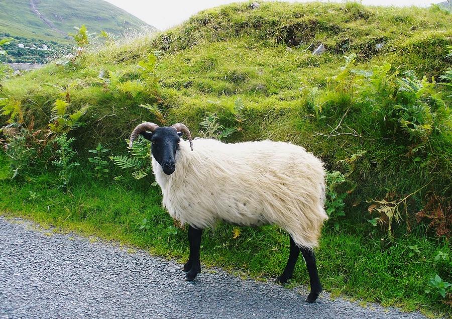 Irish Ram Photograph by Melinda Saminski