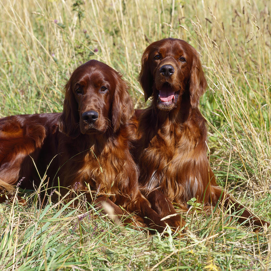 Irish Red Setter Dogs Photograph by John Daniels