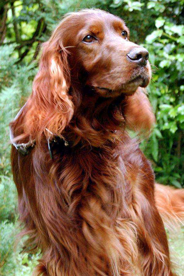 Irish Setter Pyrography by Anna Kennedy