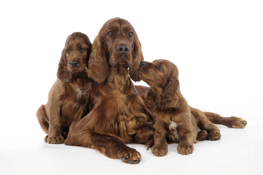 Irish Setter Puppies With Mother Photograph by John Daniels