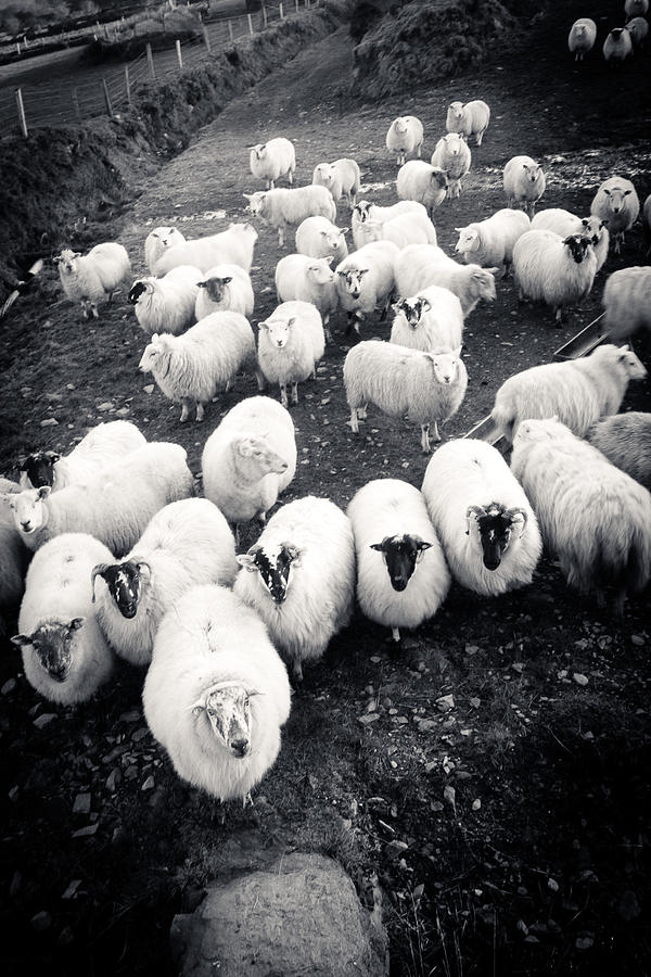 Irish Sheep Photograph by Mark Callanan