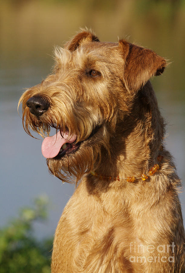 Dog Photograph - Irish Terrier Dog by Brinkmann/Okapia