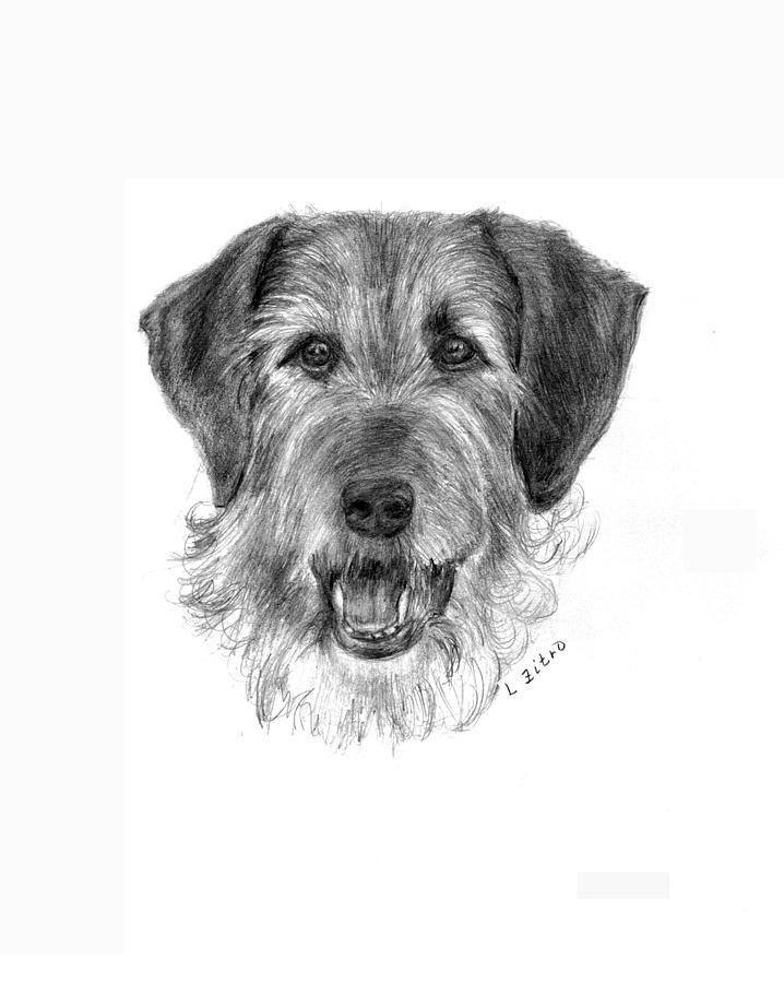 Irish Terrier Drawing by Lou Ortiz - Fine Art America