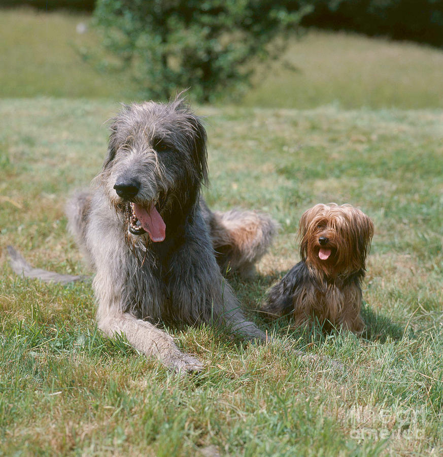 Irish Wolfhound And Terrier Photograph by Hans Reinhard