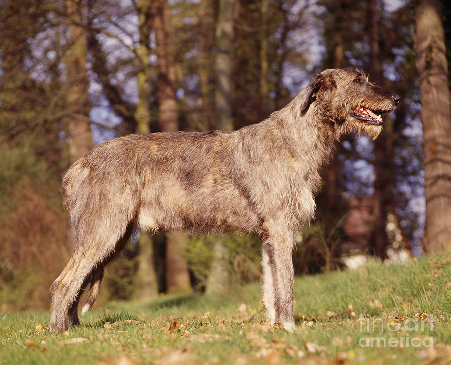 Irish Wolfhound Dog Photograph by Jean-Paul Ferrero