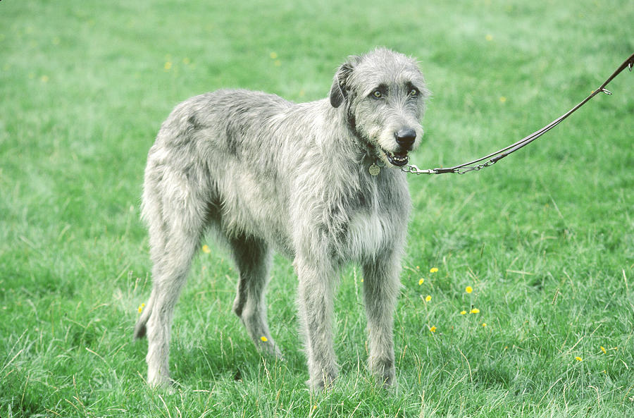 Irish Wolfhound Photograph by Elisabeth Weiland - Fine Art America