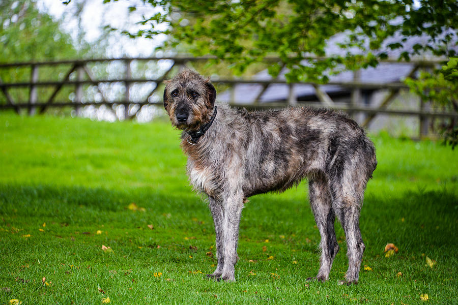 Irish Wolfhound Photograph by Marilyn Burton