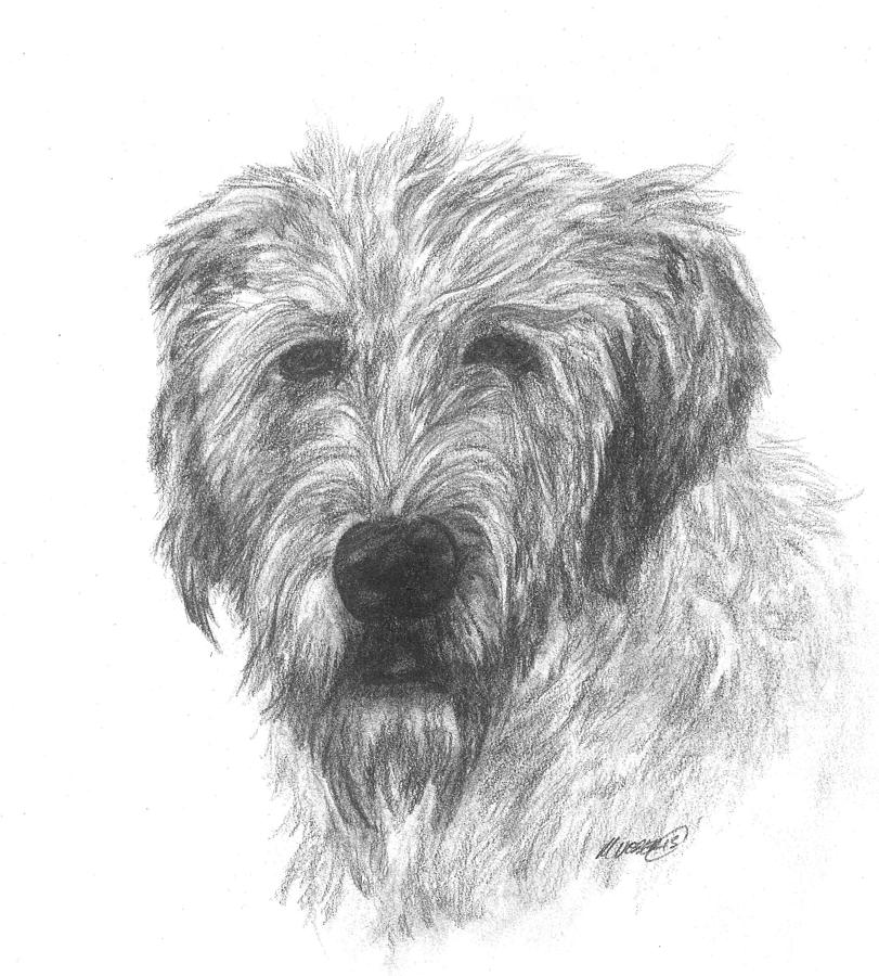 Irish wolfhound Drawing by Meagan  Visser