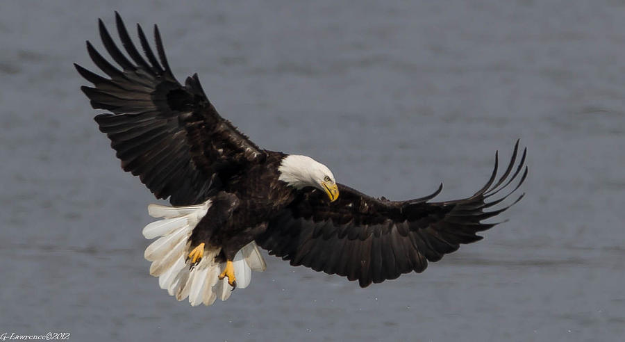 Iron Eagle Photograph By Glenn Lawrence - Fine Art America