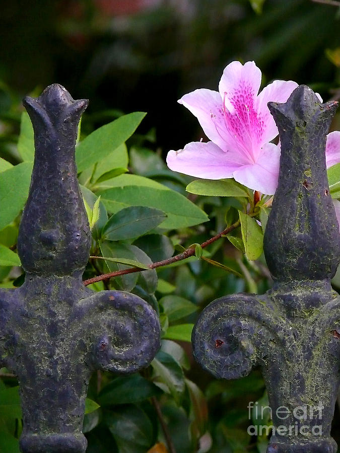 Iron fence with azalea Photograph by Jeanne  Woods