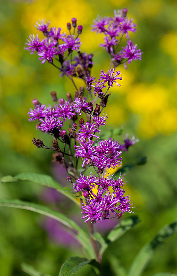 Ironweed Photograph by Melinda Fawver