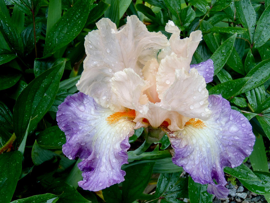 Iris Photograph - Irresistible Iris by Roxy Hurtubise