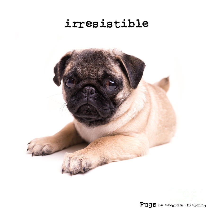 Irresistible Pug Puppy Photograph by Edward Fielding
